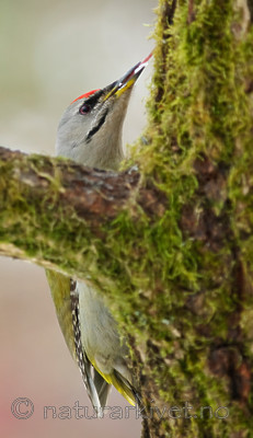 BB 08 0018 / Picus canus / Gråspett